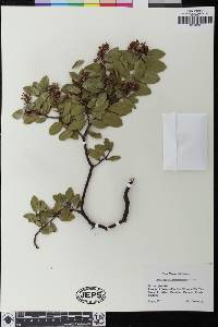 Arctostaphylos montereyensis image