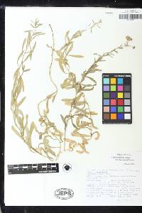 Erigeron foliosus var. franciscensis image
