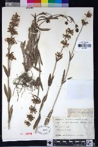 Penstemon rydbergii image