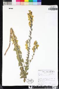 Linaria dalmatica image