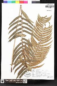 Polystichum munitum image