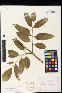 Sambucus nigra subsp. canadensis image