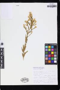 Ericameria parryi var. latior image