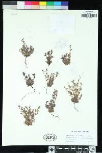 Image of Plagiobothrys verrucosus