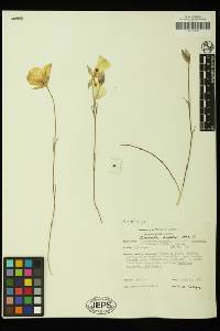 Calochortus leichtlinii image