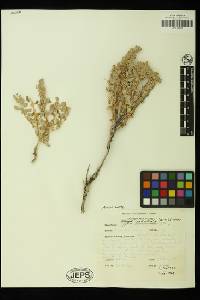 Atriplex confertifolia image