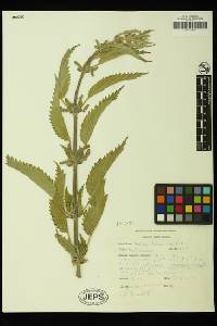 Urtica dioica subsp. holosericea image