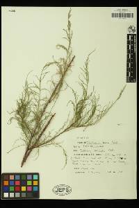 Tamarix ramosissima image