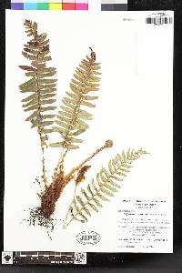 Polystichum munitum image