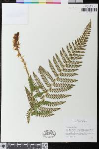 Polystichum dudleyi image