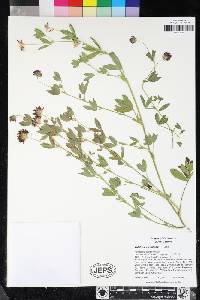 Trifolium wormskioldii image