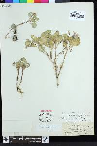 Cycladenia humilis var. venusta image