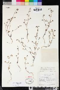 Collinsia sparsiflora var. collina image