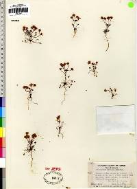 Eriogonum nortonii image