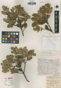 Quercus durata image