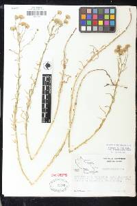 Erigeron foliosus var. franciscensis image
