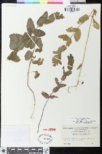 Scutellaria bolanderi subsp. bolanderi image