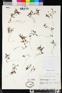 Collinsia parviflora image