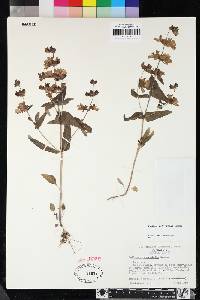 Collinsia heterophylla image