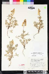 Lupinus citrinus image