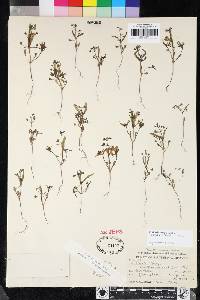 Collinsia torreyi image