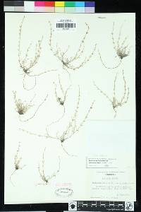 Pectocarya linearis subsp. ferocula image
