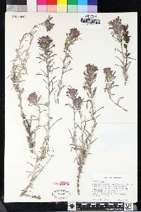 Castilleja foliolosa image