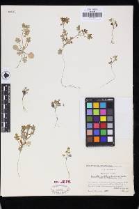Nemophila parviflora image