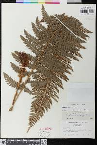 Polystichum dudleyi image