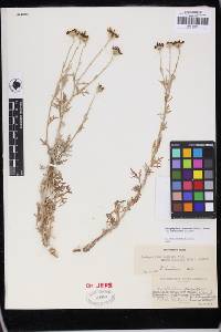 Eriophyllum lanatum var. achilleoides image