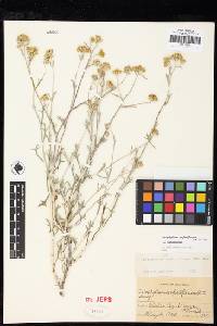 Eriophyllum confertiflorum var. confertiflorum image