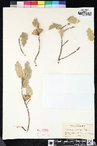 Quercus × morehus image