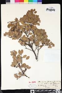 Arctostaphylos rudis image