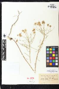 Erigeron foliosus var. confinis image