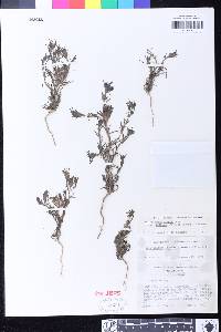 Cordylanthus kingii image