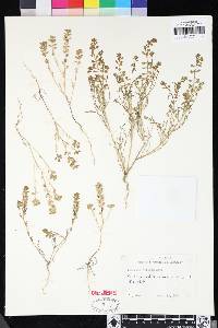 Lepidium nitidum image