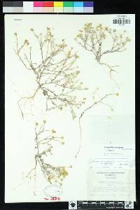 Eriophyllum ambiguum image