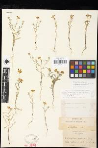 Eriophyllum ambiguum var. paleaceum image