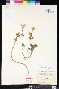 Cardamine californica image