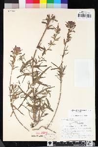 Castilleja affinis subsp. affinis image