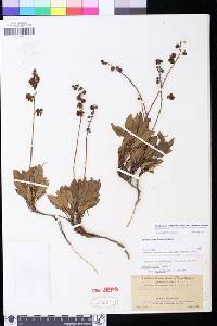 Pyrola picta image