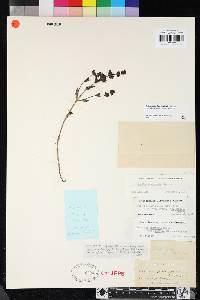 Collinsia bartsiifolia var. davidsonii image