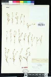 Plagiobothrys hispidulus image