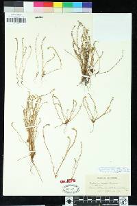 Plagiobothrys tener var. subglaber image