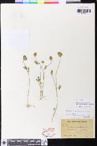 Trifolium dichotomum image