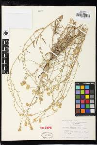 Cryptantha intermedia image