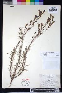 Penstemon laetus image