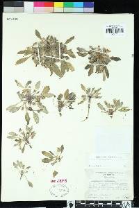 Hesperochiron californicus image