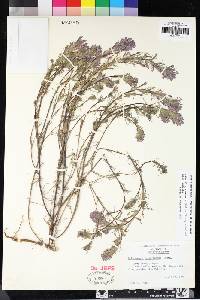 Castilleja exserta subsp. exserta image