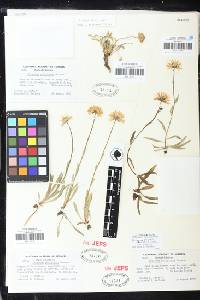 Erigeron glacialis image